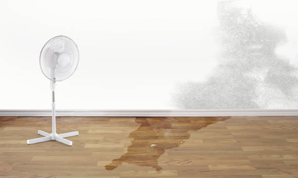 Best Water damage cleanup near me  in Snowflake, AZ